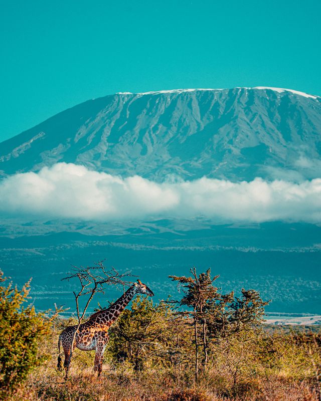 Lemosho Route – Best for Scenery & Success Gallery Photo 1