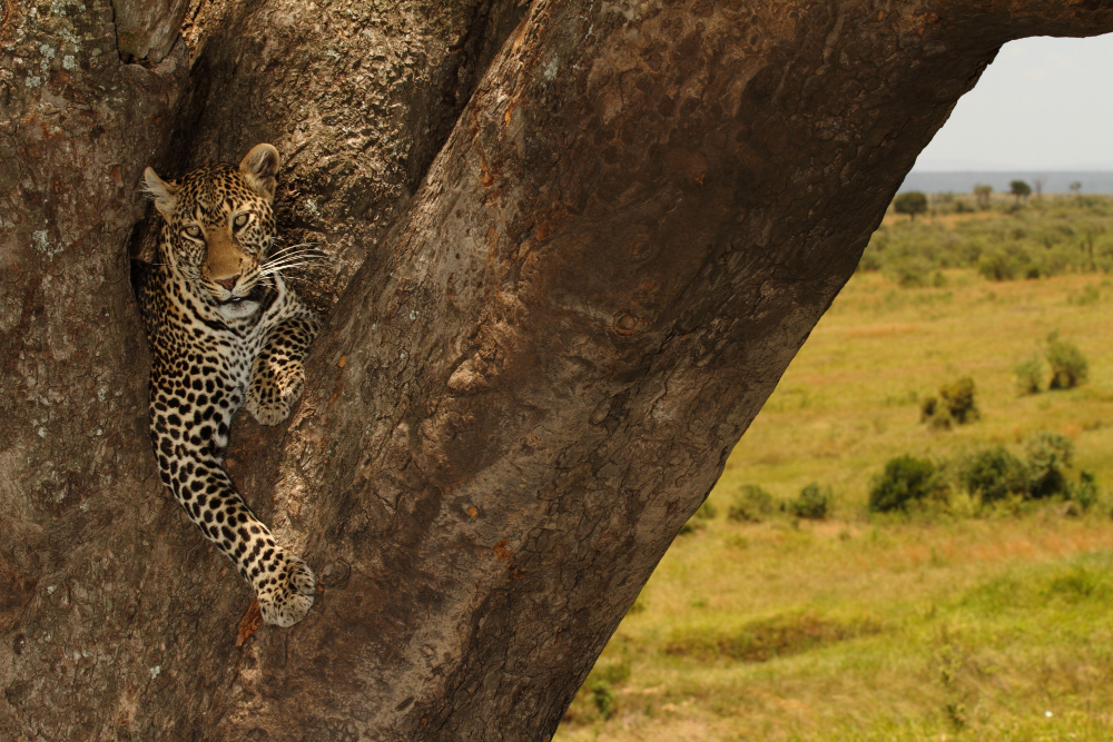 10-Day Luxury Migration & Crater Safari