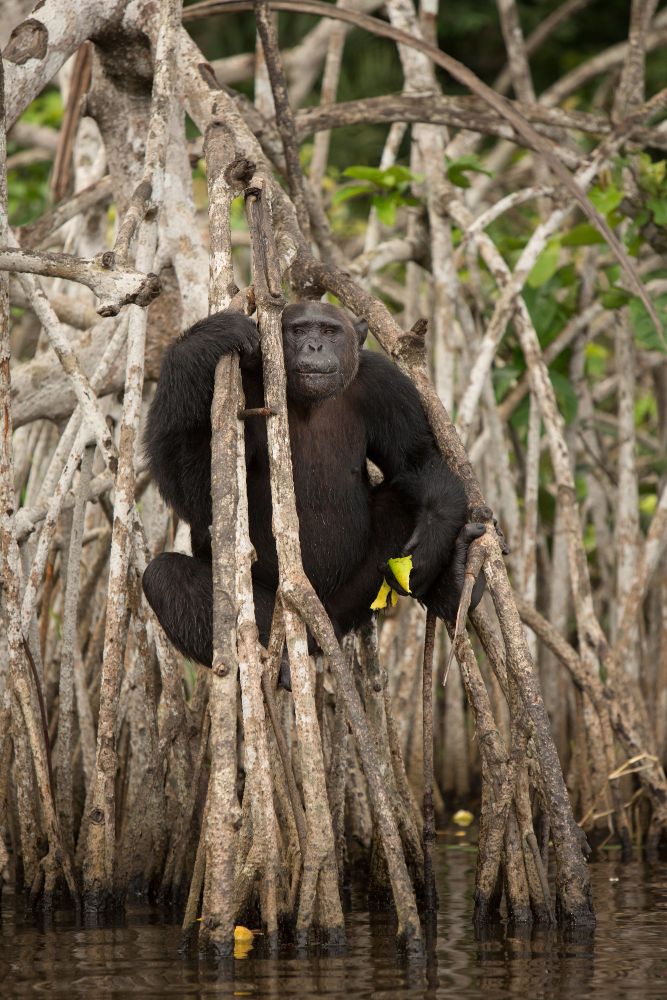 Chimpanzee Trekking Safari