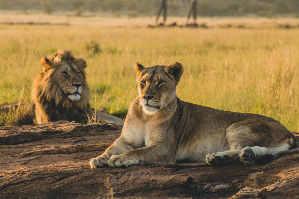 Big Five Safari