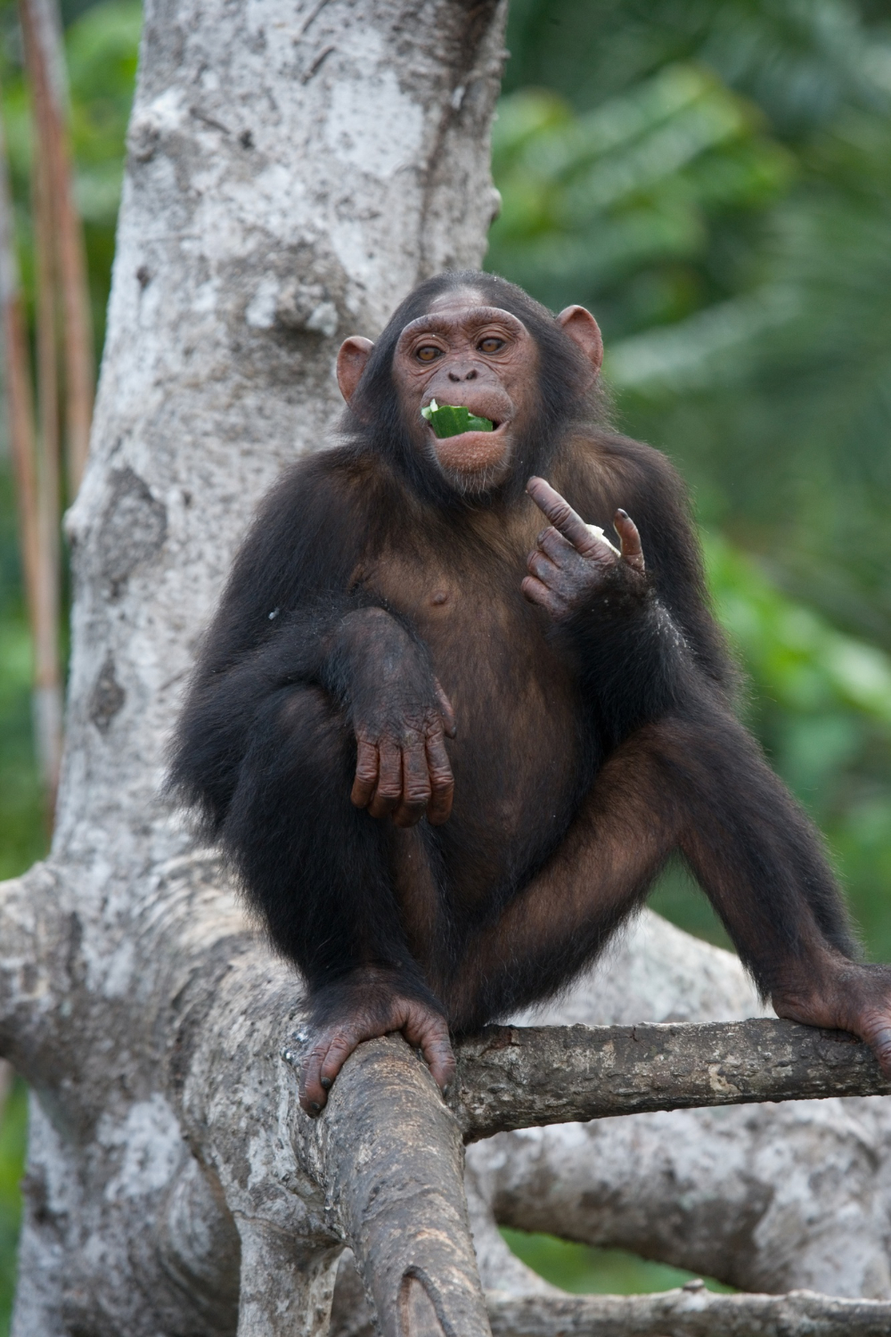 4-Day Gombe Stream Chimpanzee Trekking (3 Nights)