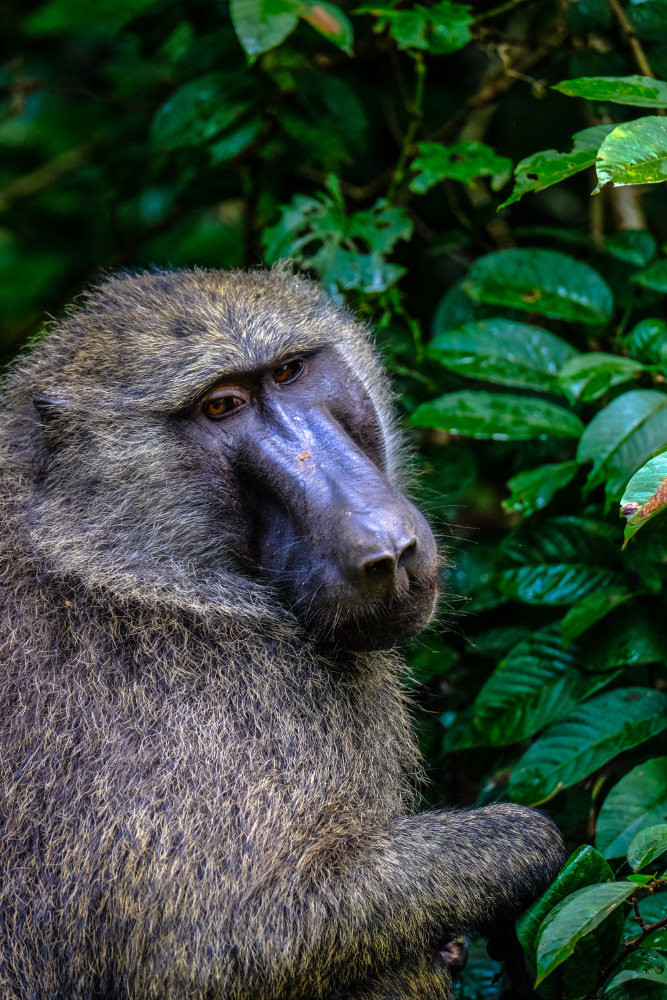7-Day Chimps Habituation Experience