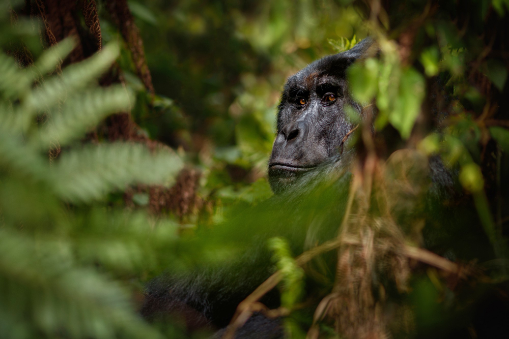 4-Day Gombe Stream Chimpanzee Trekking (3 Nights)