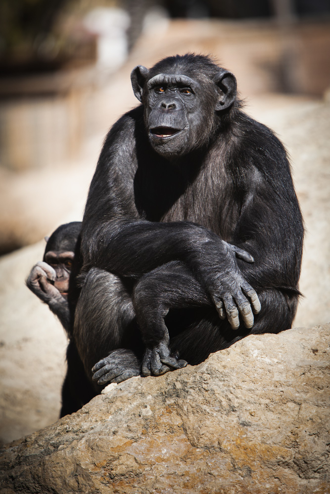 8-Day Chimpanzees & Wildlife Combo Safari