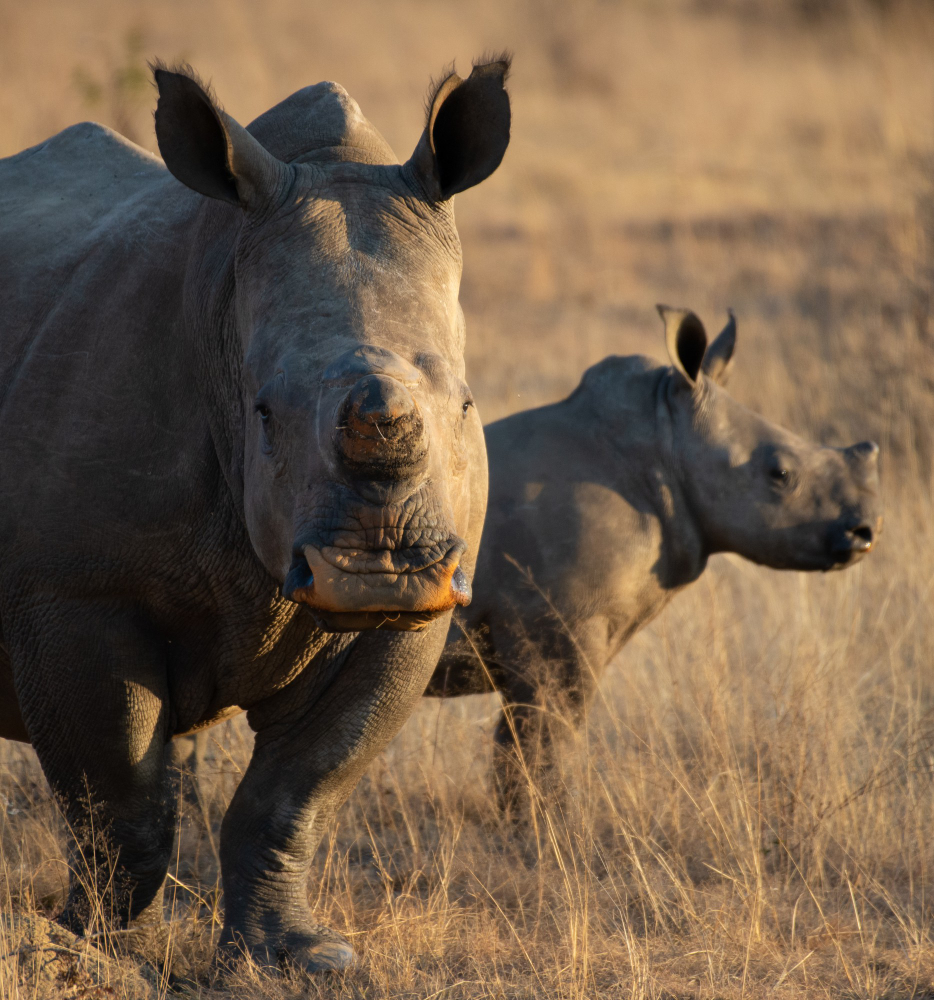 5-Day Classic Big Five Safari