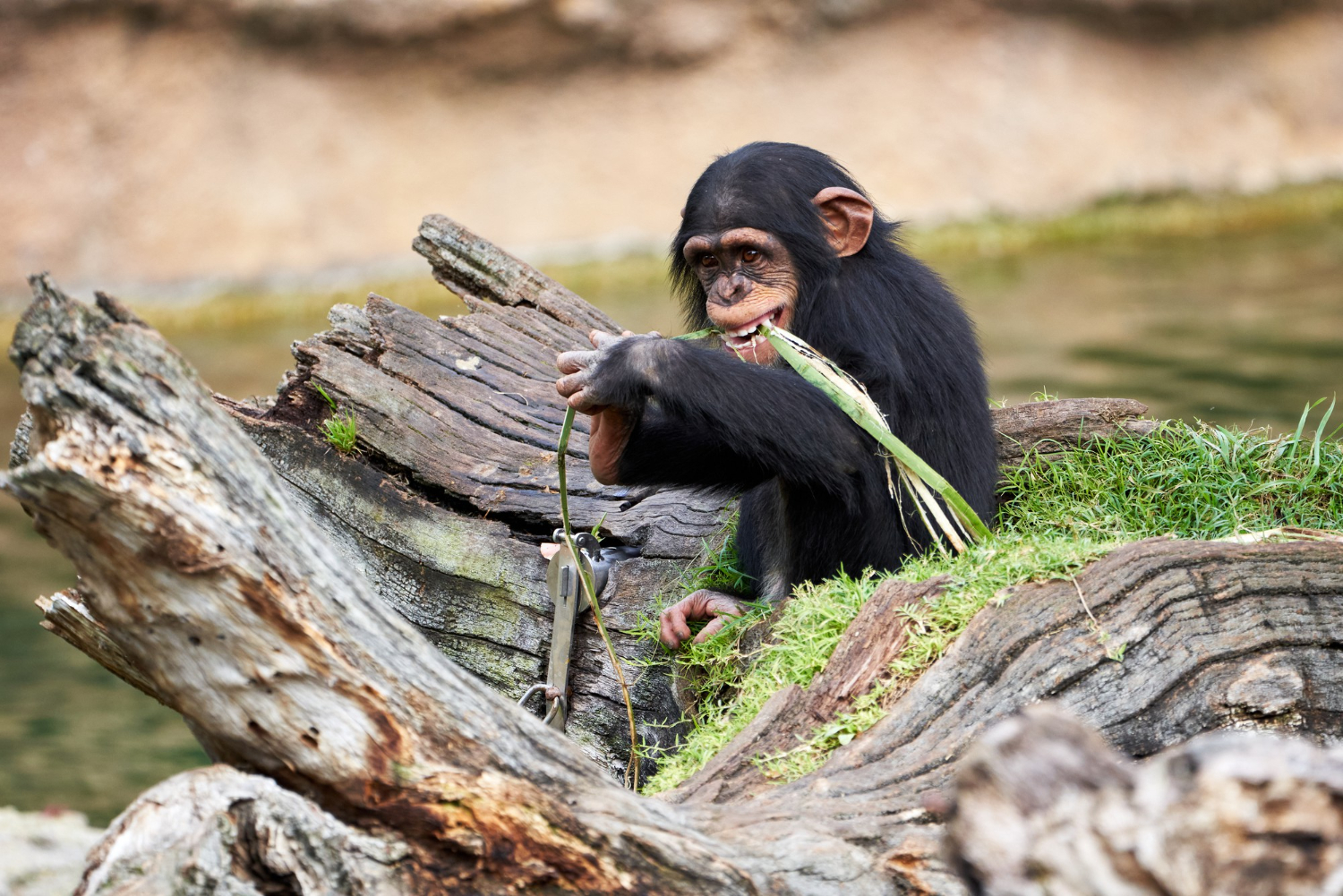 6-Day Mahale Mountains Chimpanzee Safari