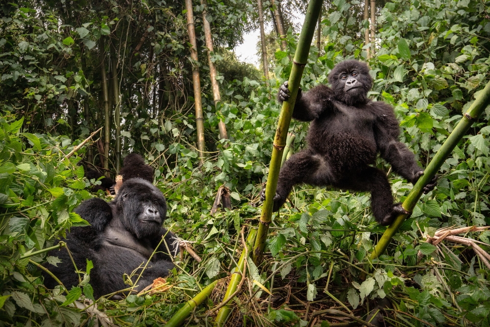 6-Day Mahale Mountains Chimpanzee Safari