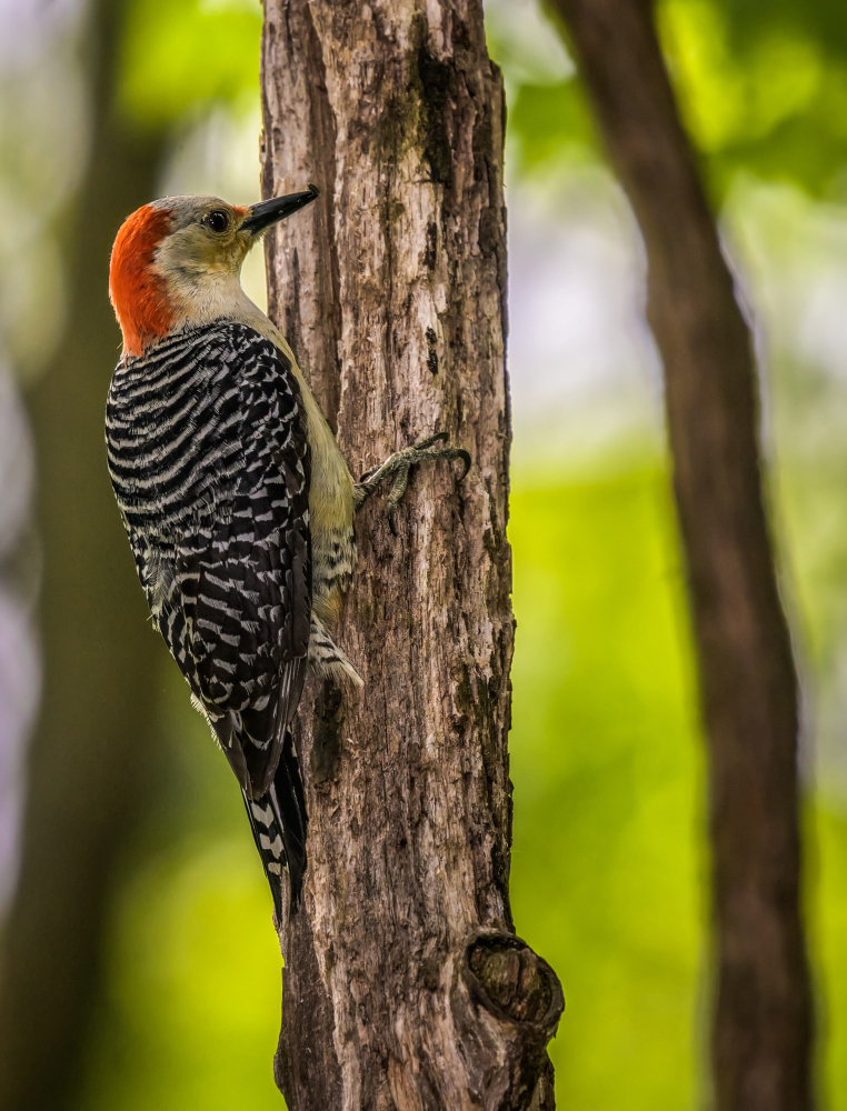 12-Day Birding & Wildlife Photography Safari