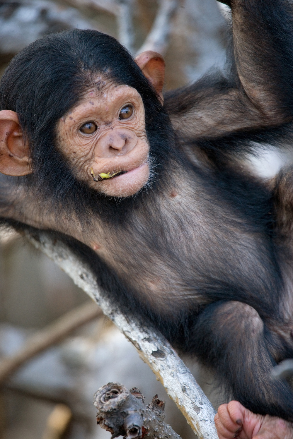 7-Day Chimps Habituation Experience