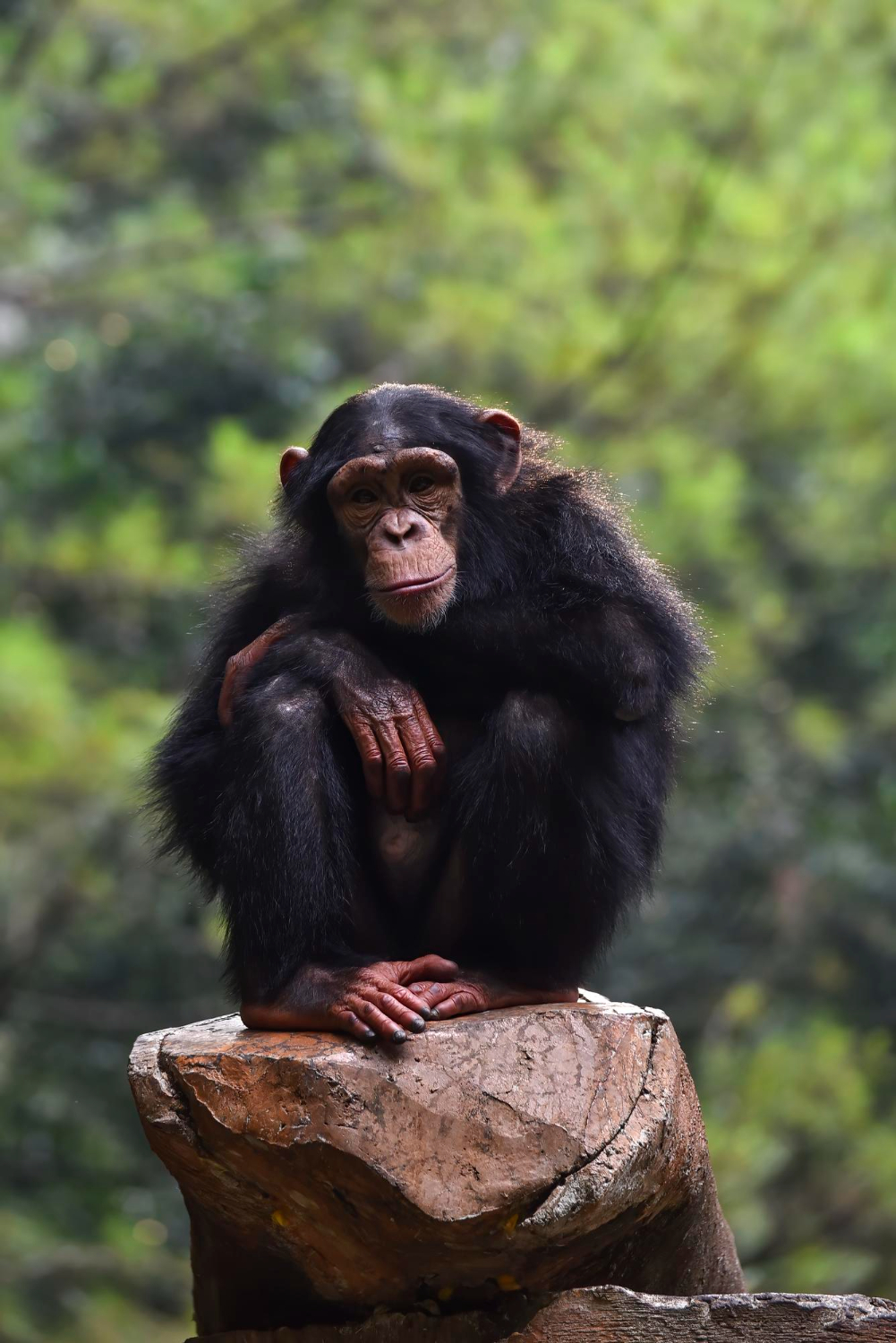 8-Day Chimpanzees & Wildlife Combo Safari