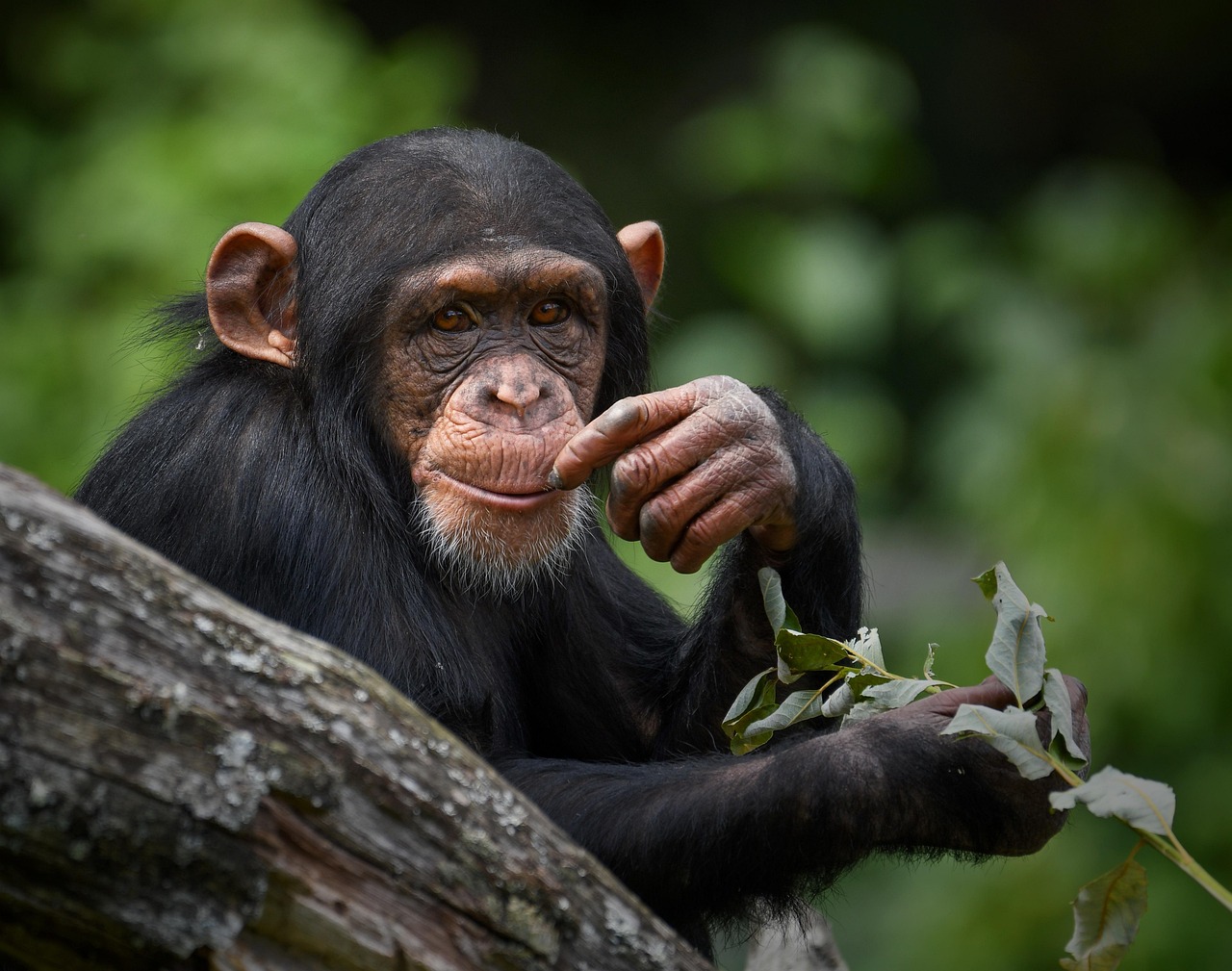 5-Day Gombe Stream Chimpanzee Safari Gallery Photo 1