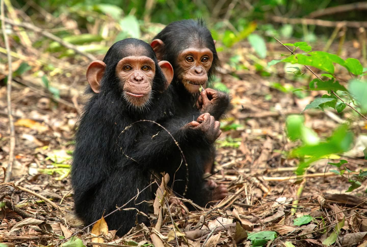 4-Day Gombe Stream Chimpanzee Trekking Gallery Photo 1