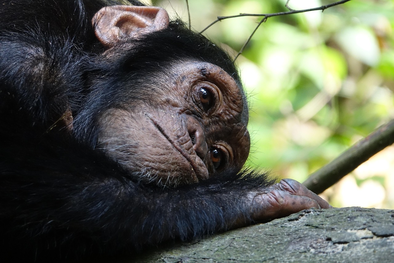 5-Day Gombe Stream Chimpanzee Safari Gallery Photo 2