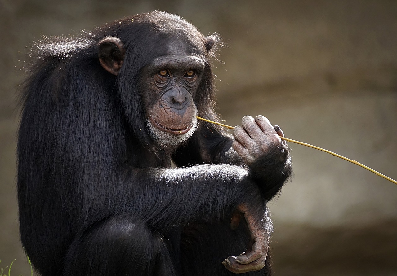 5-Day Gombe Stream Chimpanzee Safari Gallery Photo 3