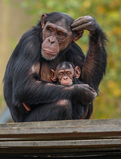 6-Day Mahale Mountains Chimpanzee Safari Gallery Photo 1