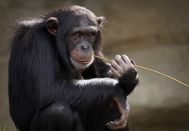 6-Day Mahale Mountains Chimpanzee Safari Gallery Photo 2