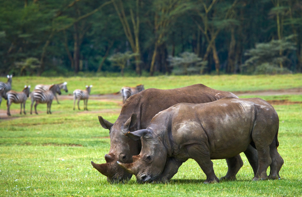 10-Day Luxury Big Five Adventure