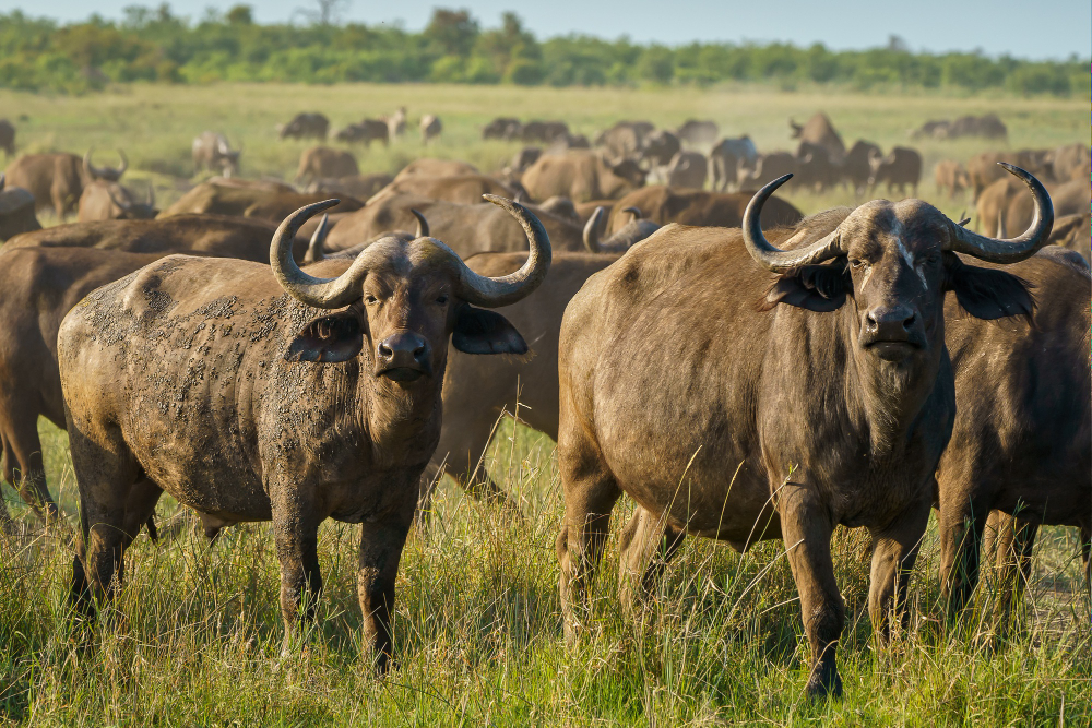 10-Day Migration & Predators Photo Safari