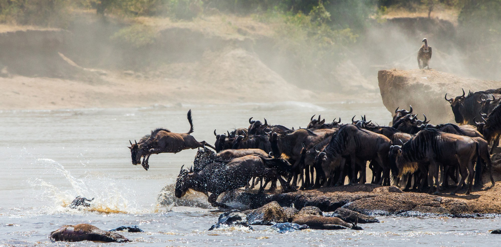 Great Wildebeest Migration Safari