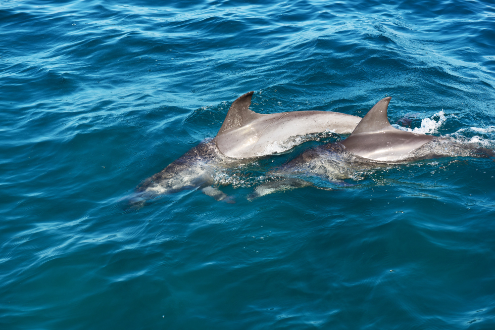 5-Day Zanzibar Beach & Dolphins Tour Gallery Photo 4