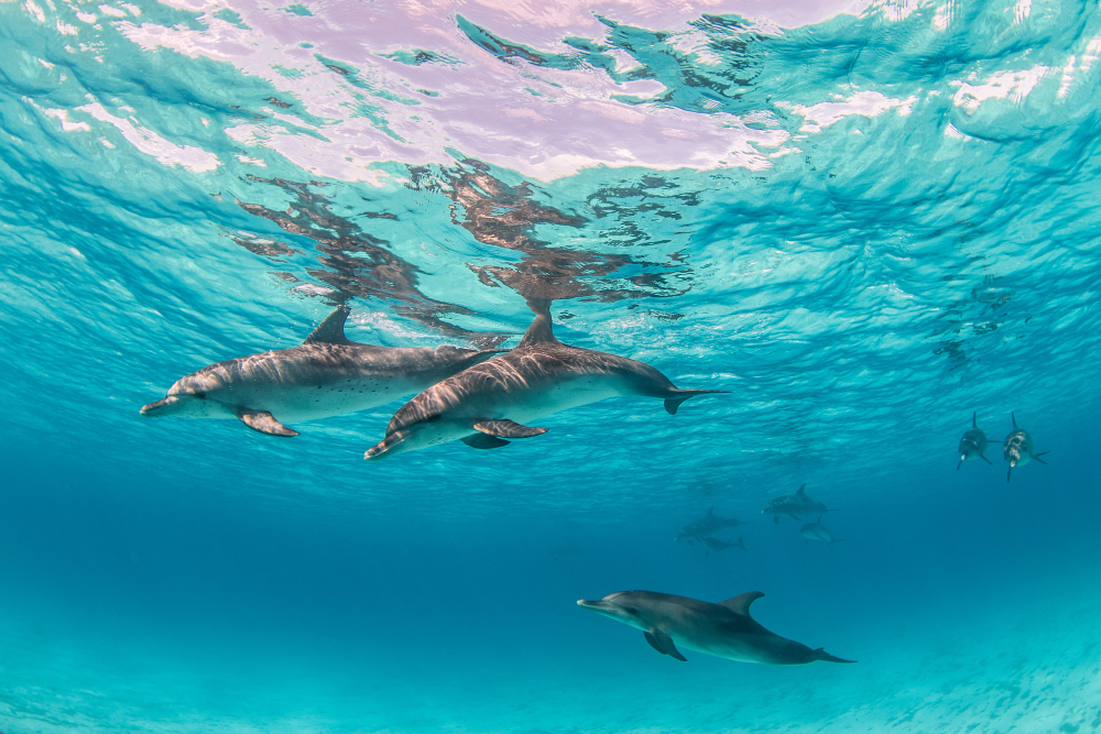 5-Day Zanzibar Beach & Dolphins Tour Gallery Photo 5