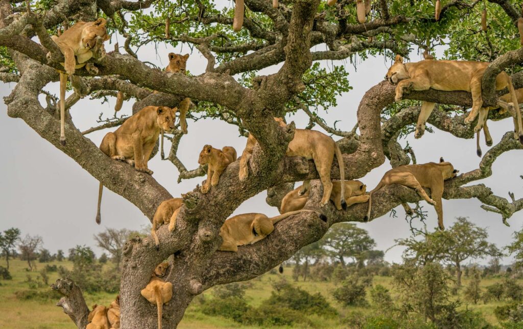 climbing lions