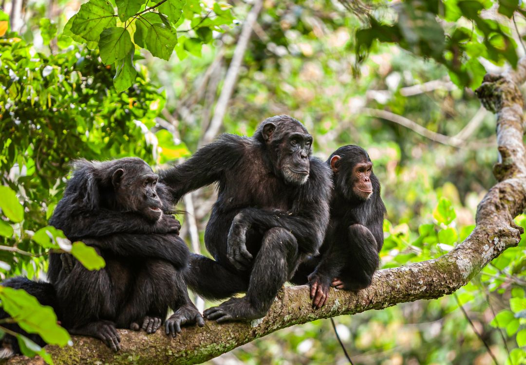 a chimp family, mahale mountain national park, tanzania