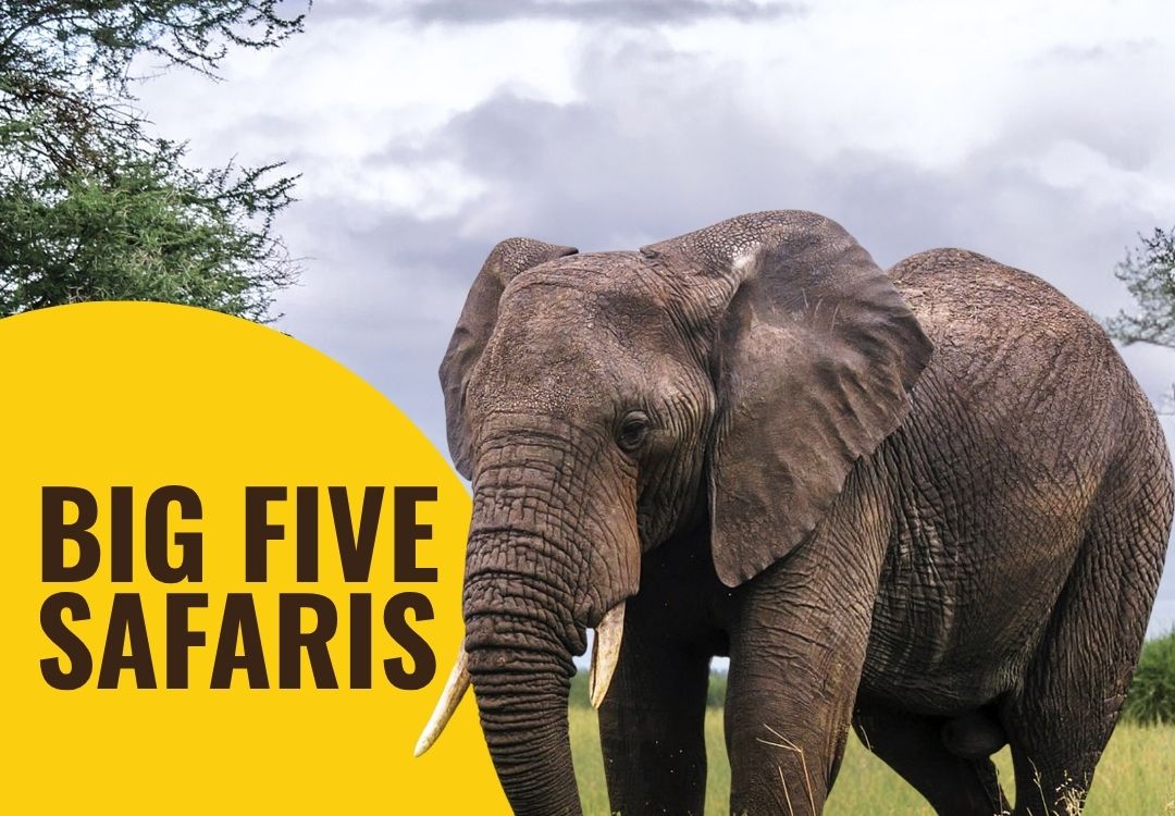 beacon adventure big five