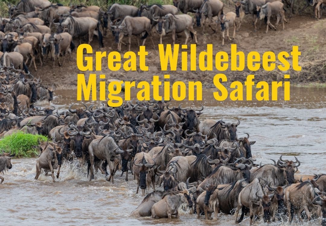 beacon adventure great wildebeest migration safari