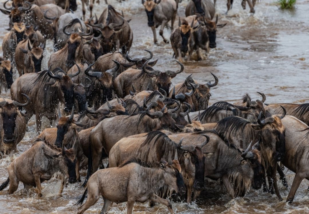 beacon wildebeest(1)