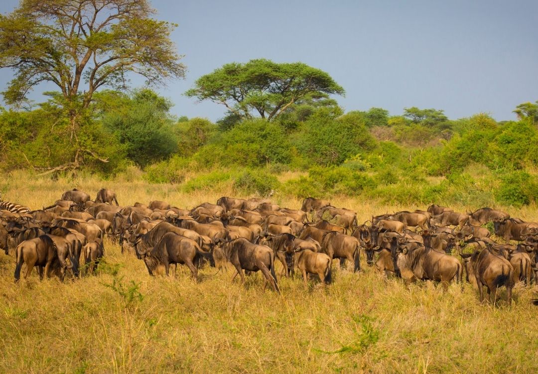 beacon wildebeest(2)
