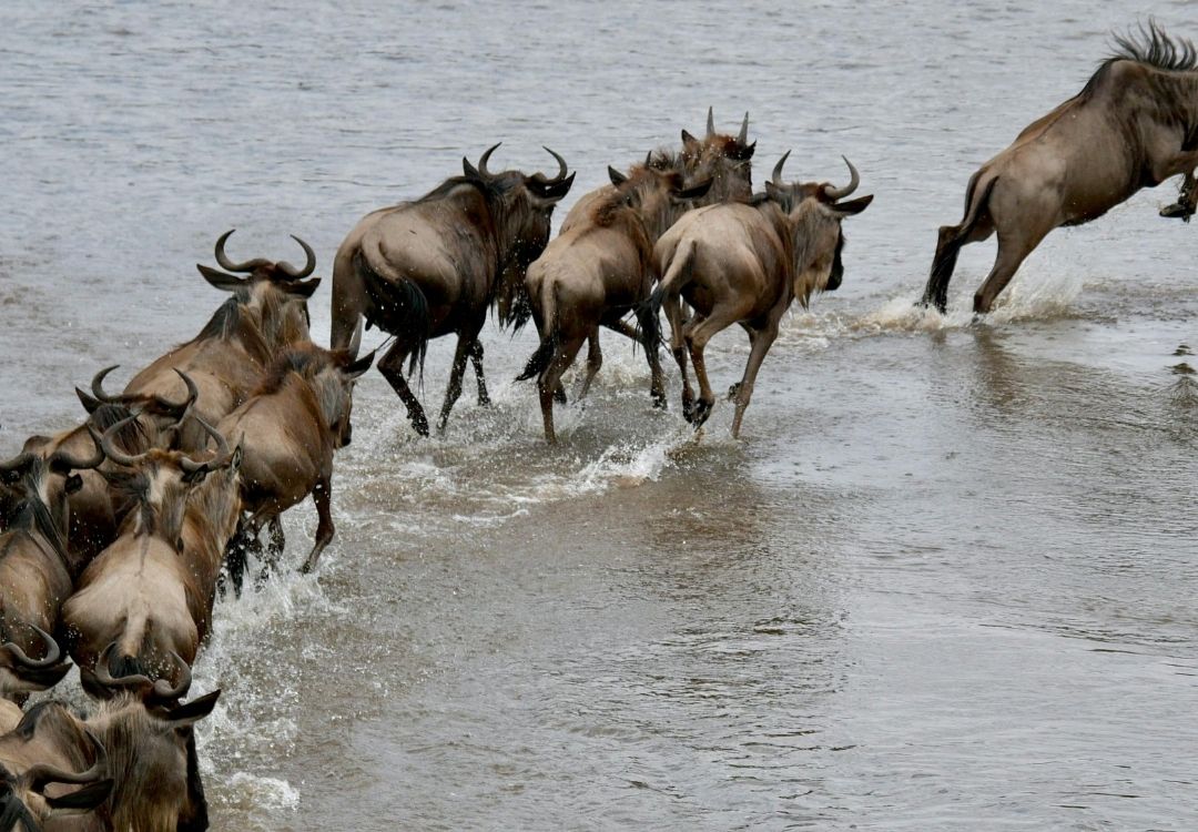 beacon wildebeest(3)