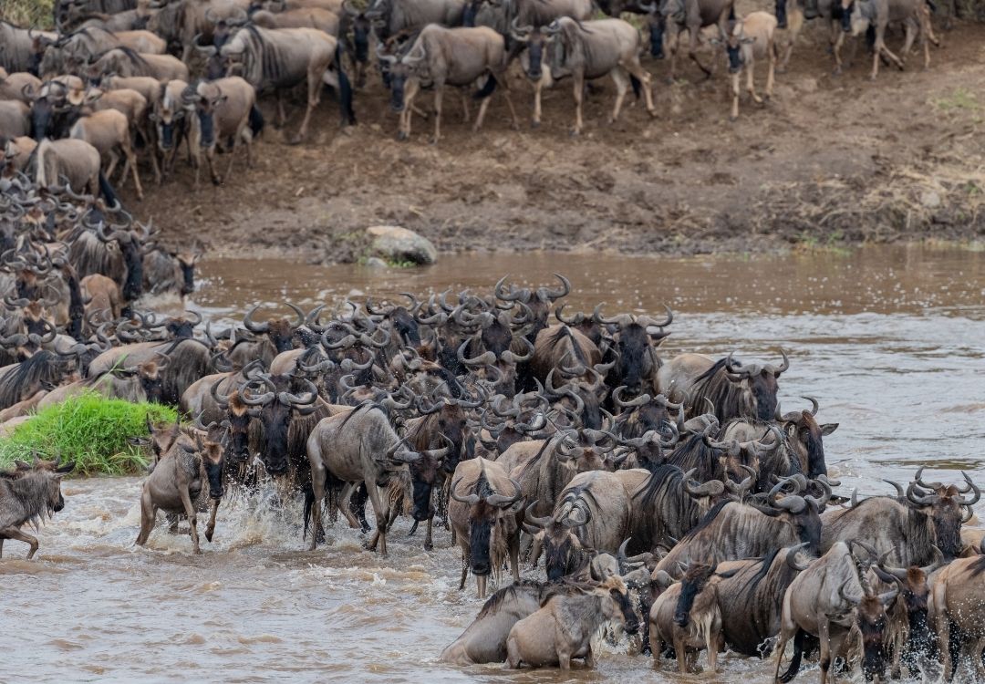 beacon wildebeest(4)