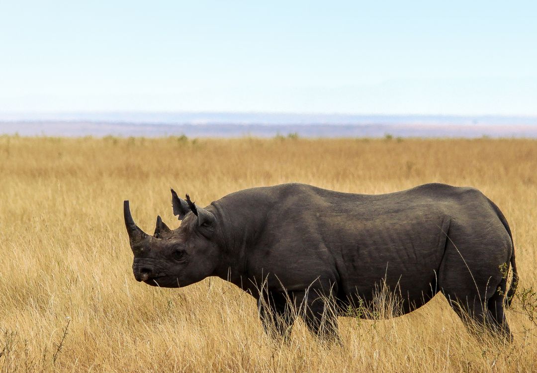 black rhino