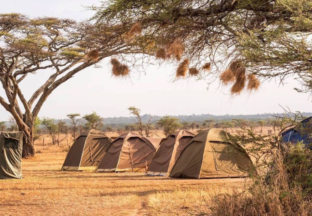 budget camping safari serengeti