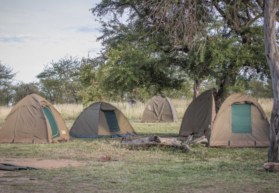 budget camping safari wildlife