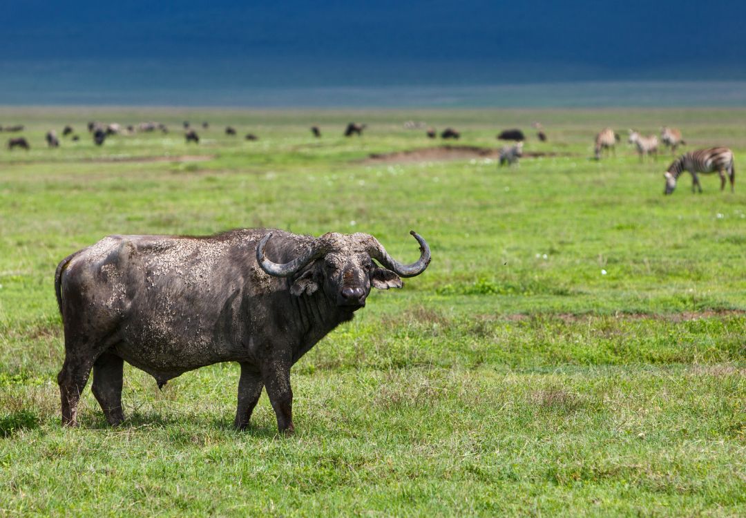 buffalo in ngorongoro crater tanzania(1)