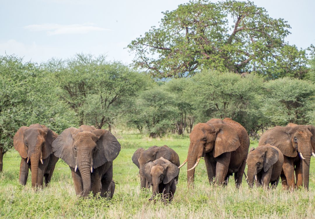 elephant in tarangire national park