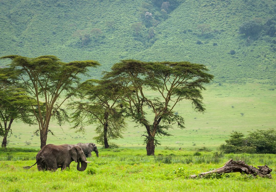 elephants in ngorongoro crater(1)