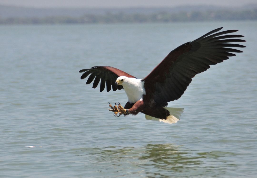 fish eagle attack
