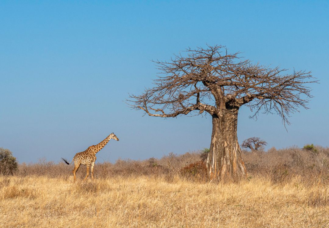 giraffe and baobab tree under blue sky in ruaha national park in tanzania