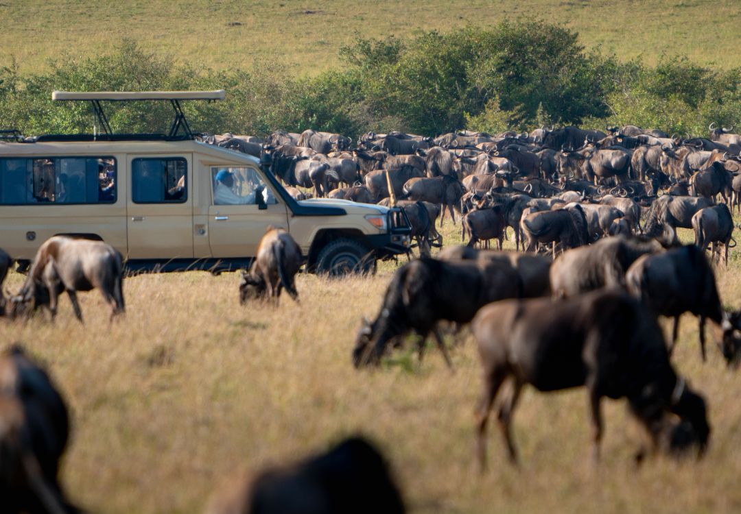 great wildebeest migration