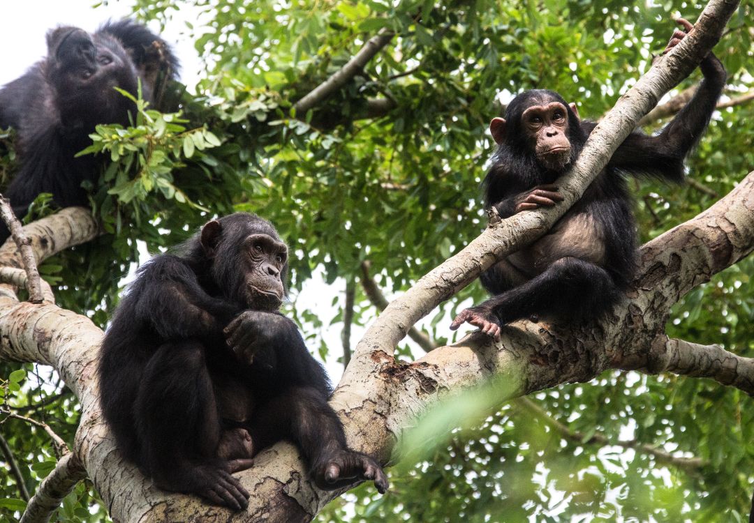 group of chimpanzees, wildlife shot, gombe tanzania(2)