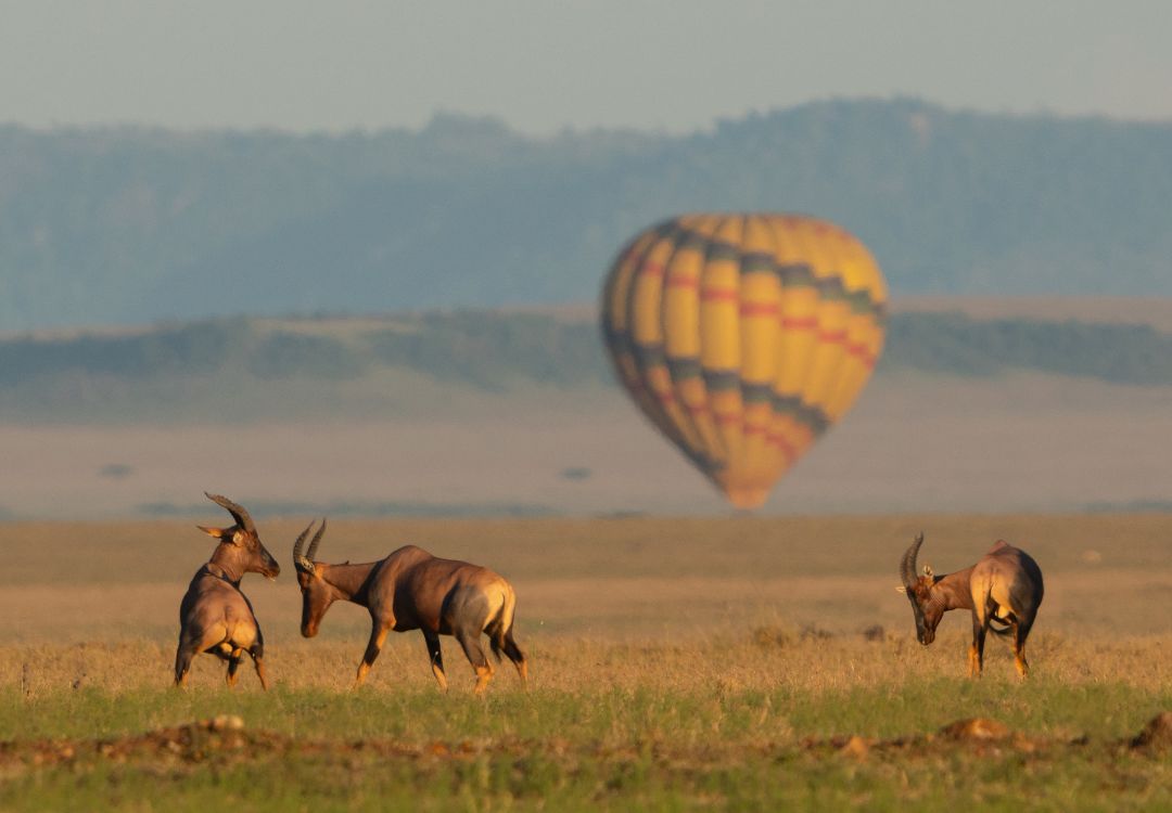 hot air balloon safari