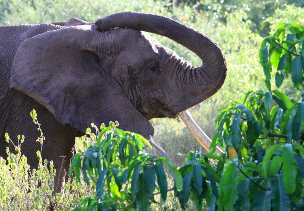 lake manyara, tanzania(2)