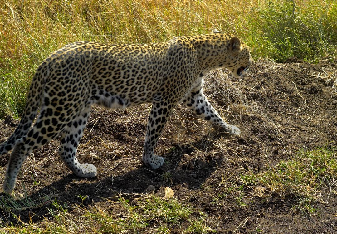 leopard in the serengeti