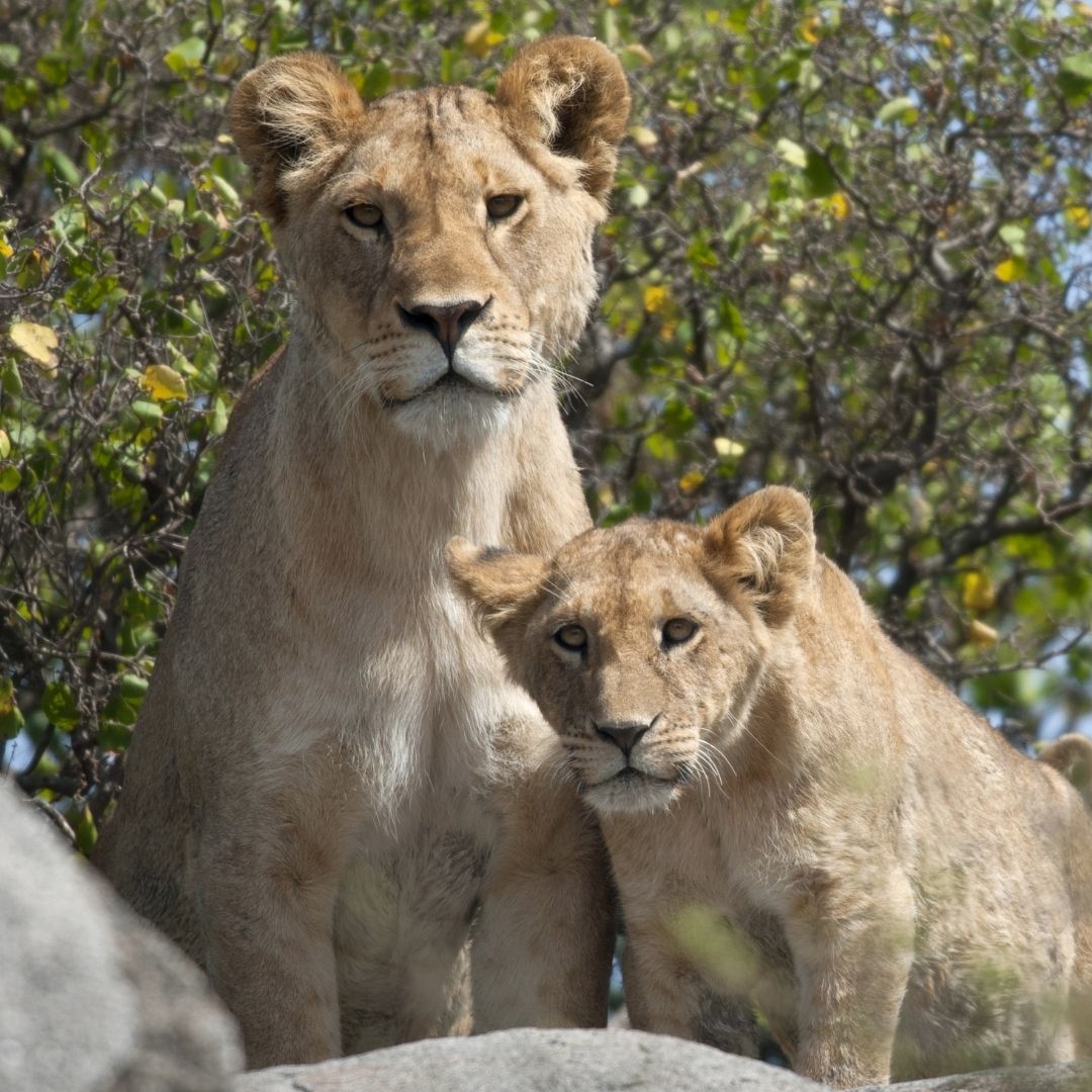 lions tanzania safaris