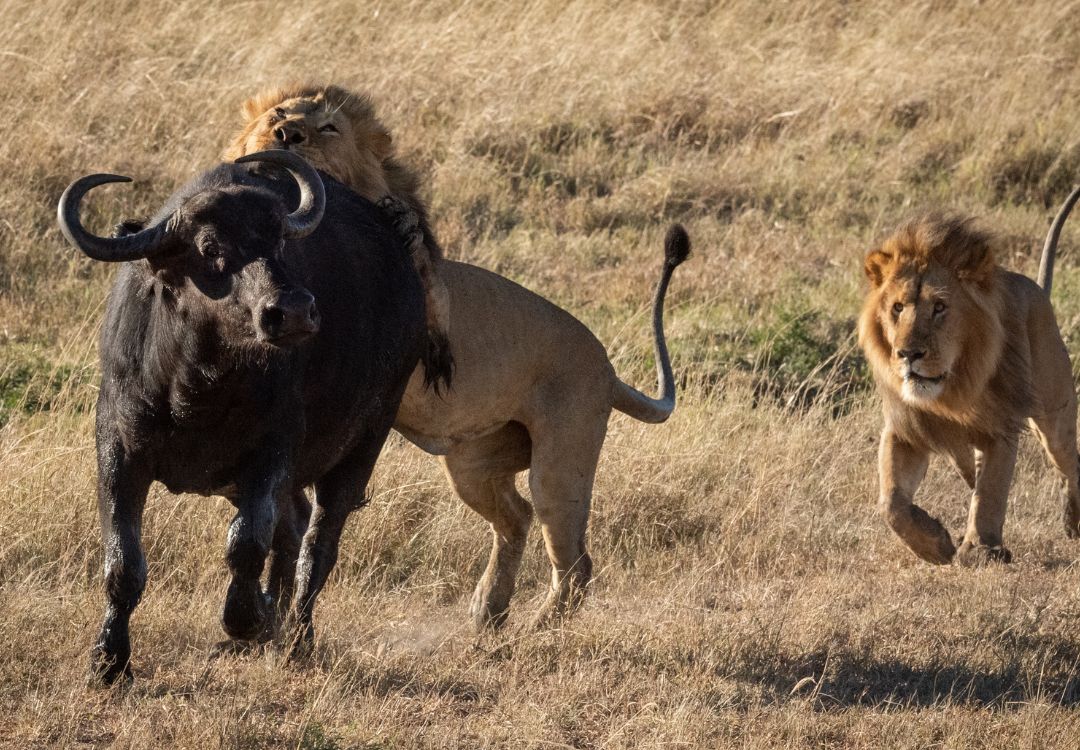 male lion attacks cape buffalo with another