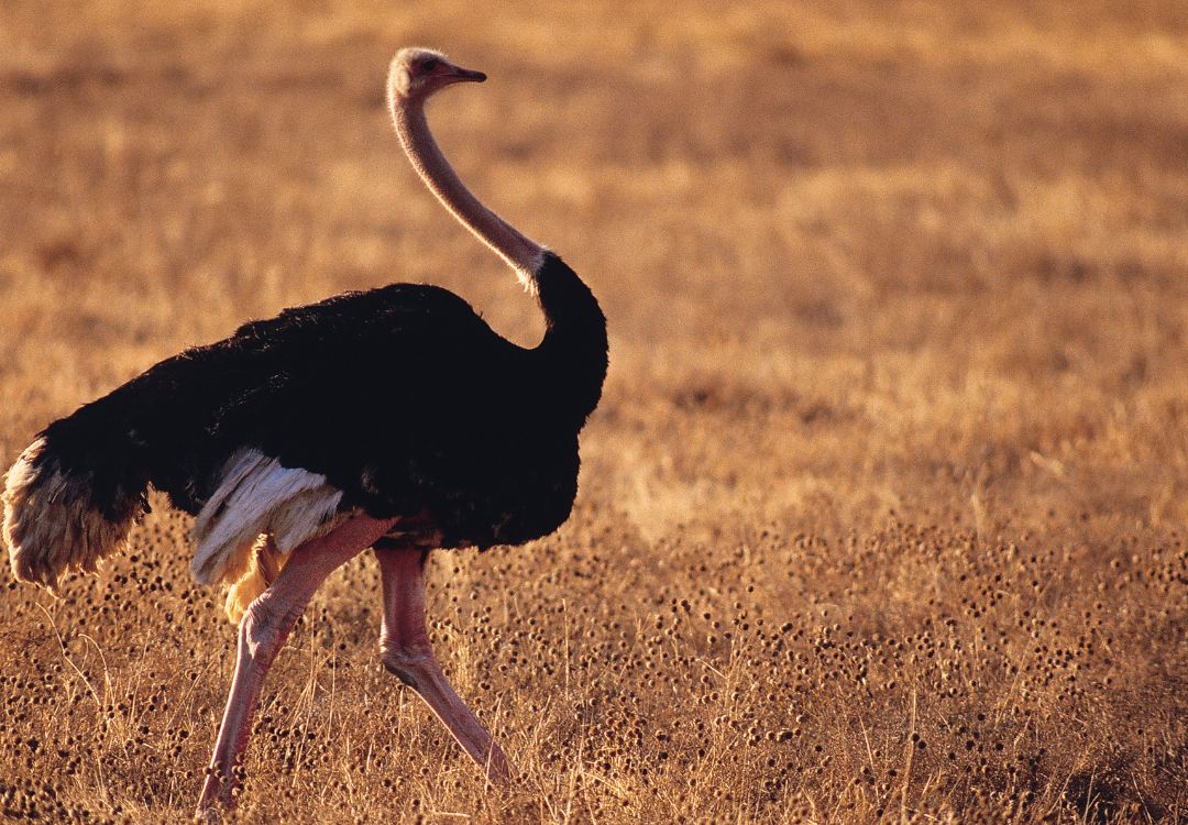 male ostrich , ngorongoro , tanzania