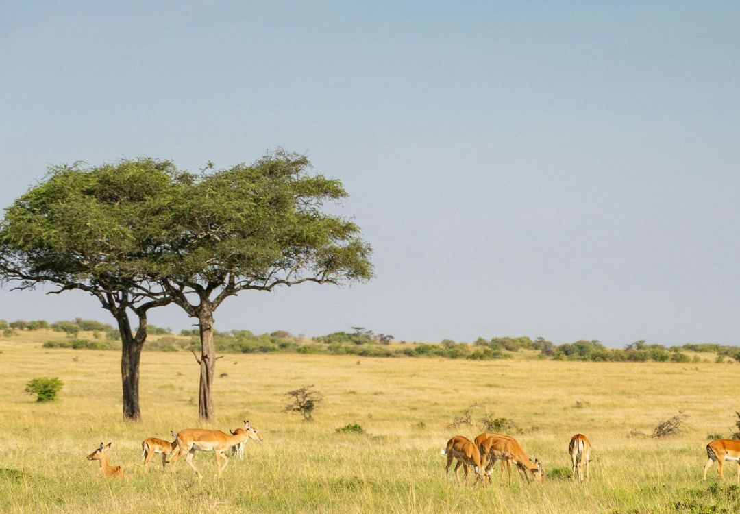 serengeti impalas grazing under acacia tree